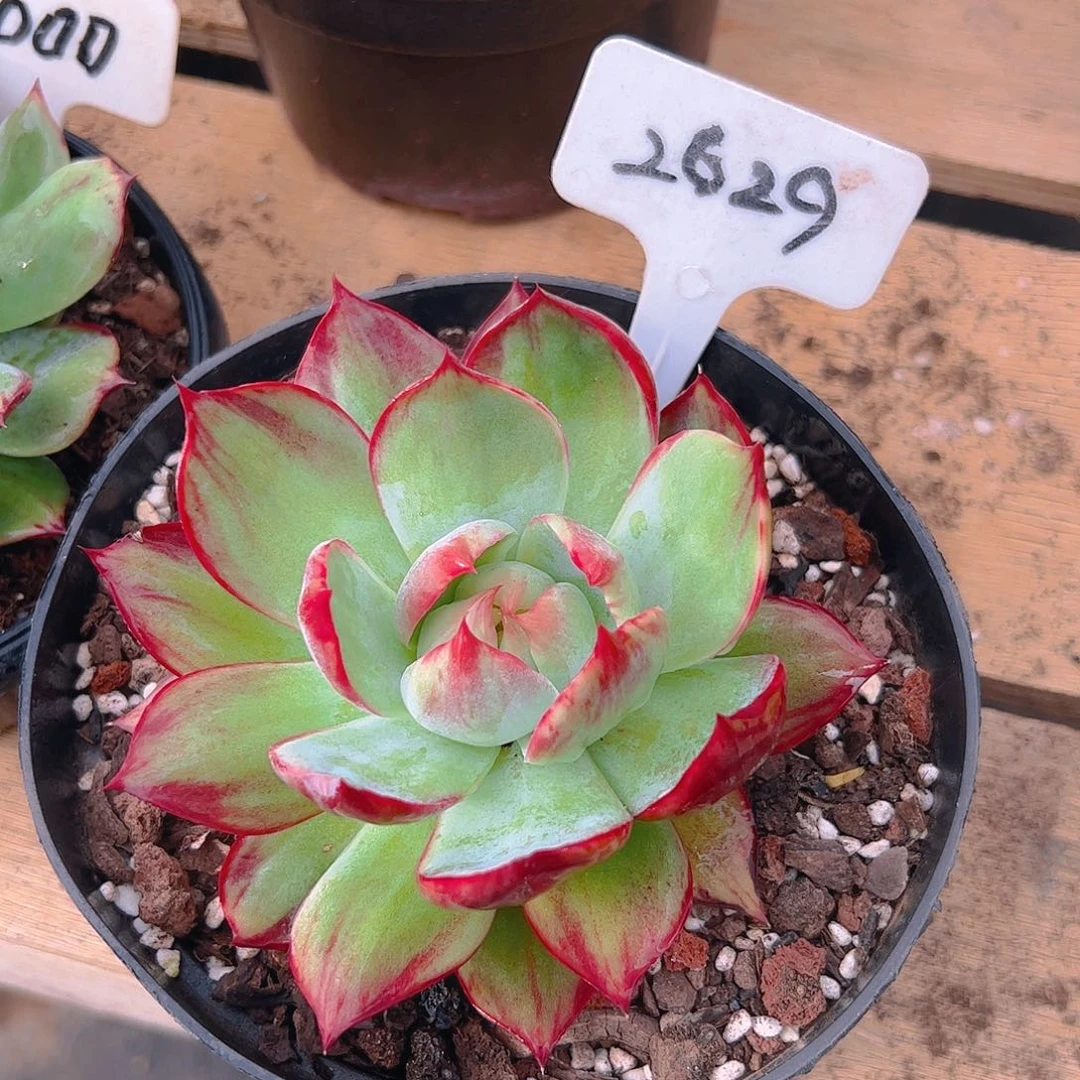 惊鸿仙子一物一拍2629号