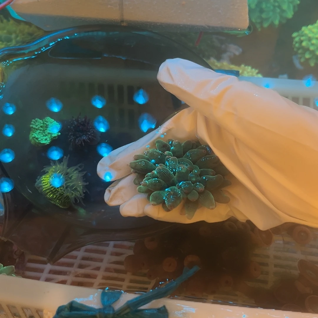 ^***^纽扣珊瑚奶嘴1新手海葵套餐