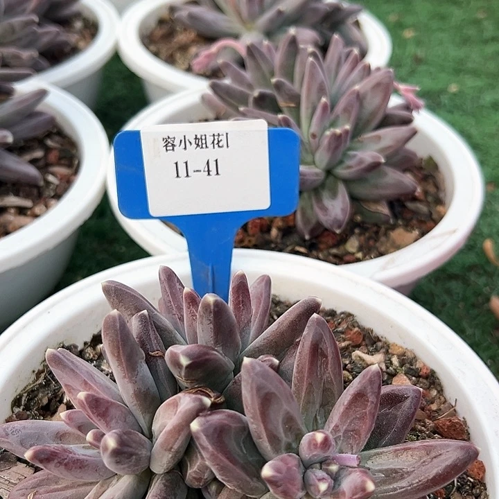 11.41紫体乌体卡带盆一个