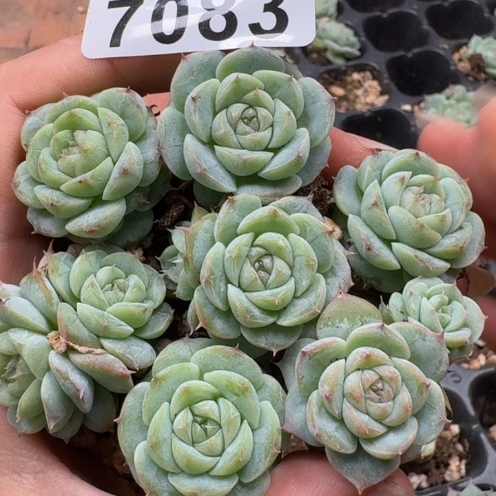 多肉植物多肉植物