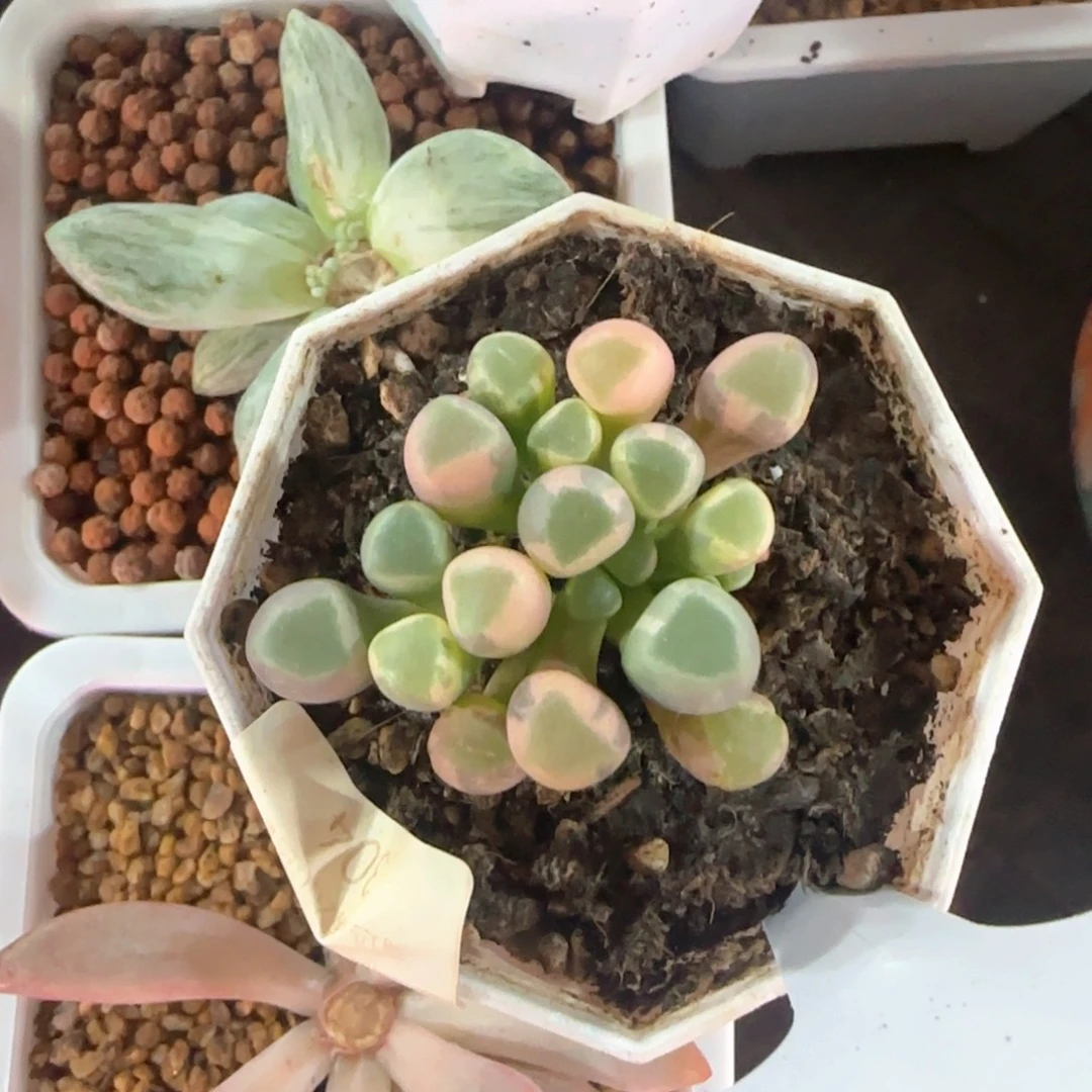 平***销平面 多肉植物锦