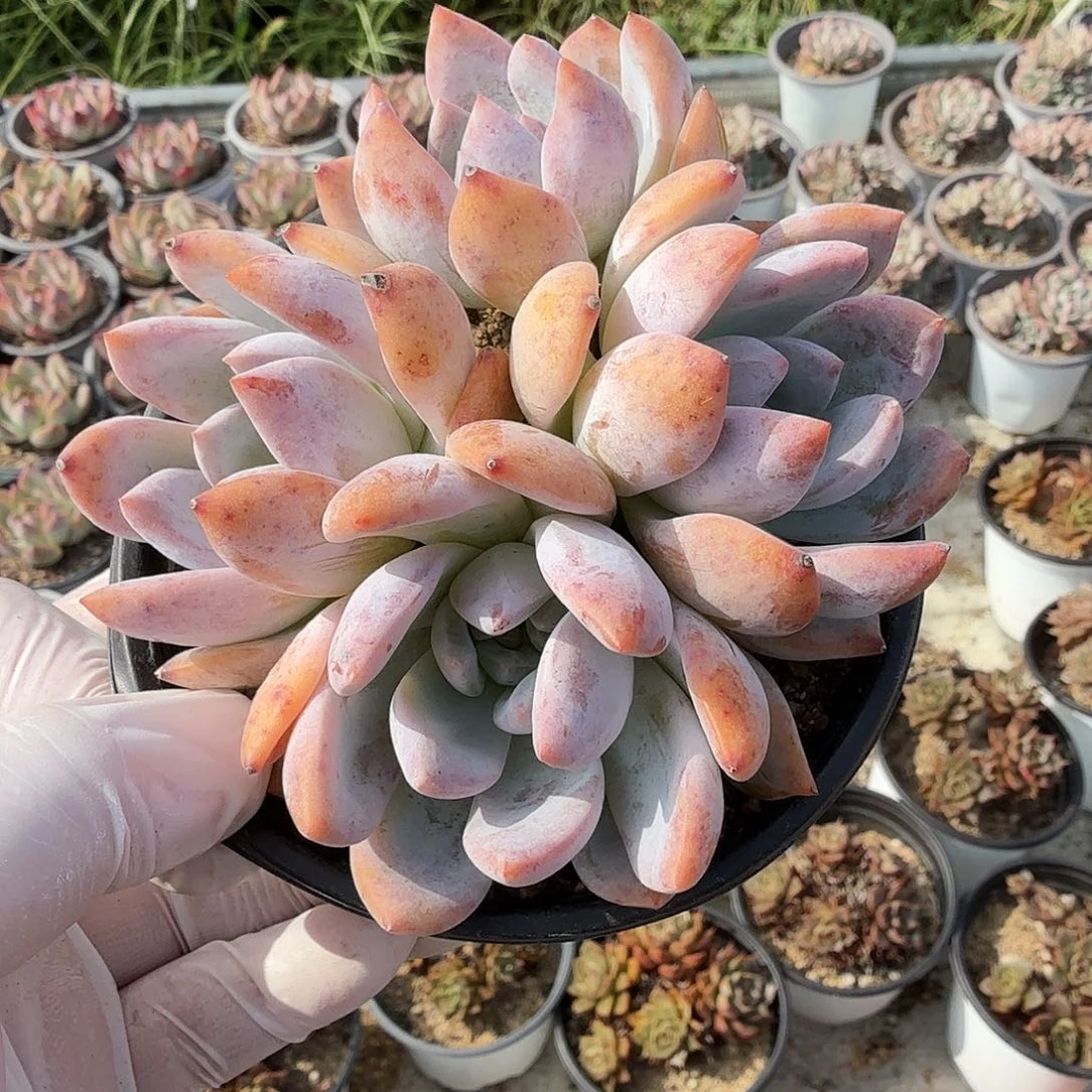 125十公分无砍芙蓉雪莲满20包邮