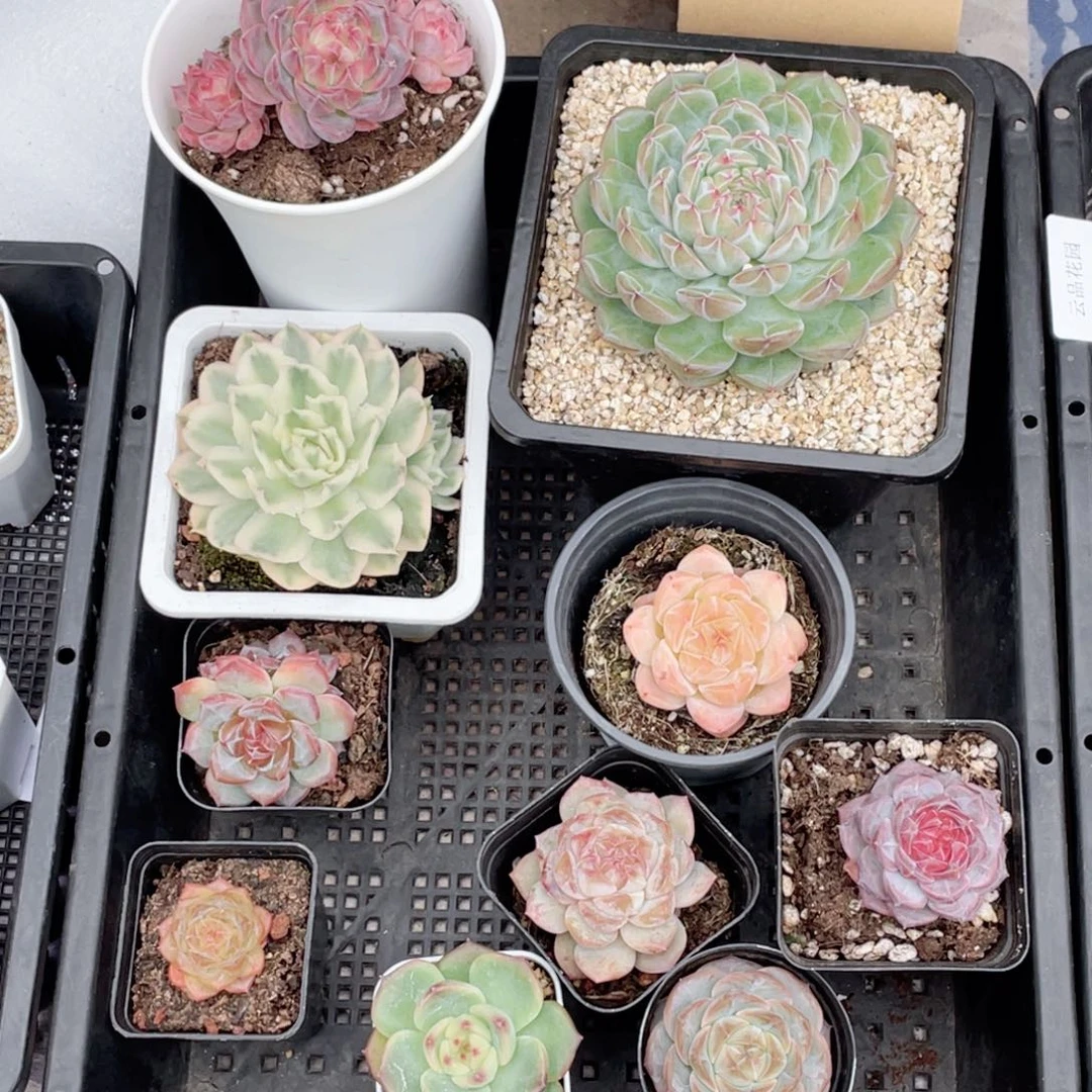 钮***肉510号糖心冰心珍妮10