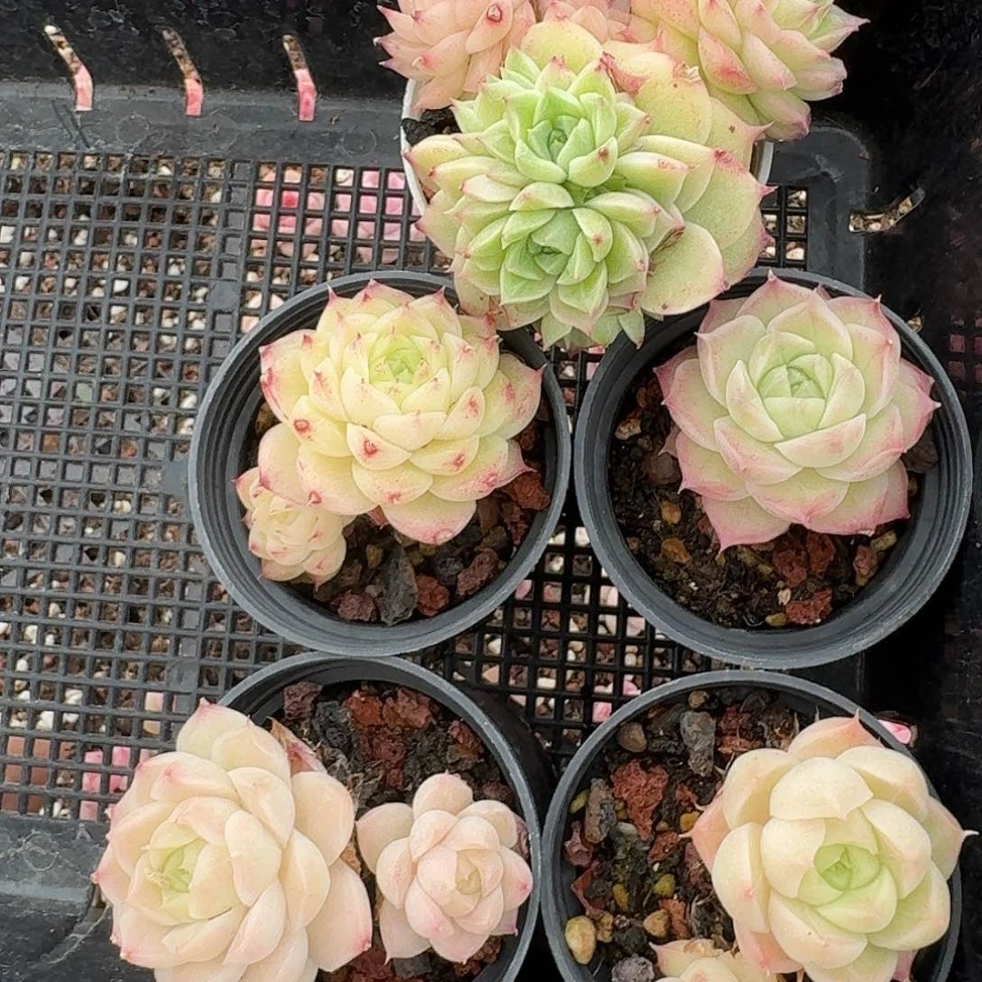 杂交新品珍妮多肉765