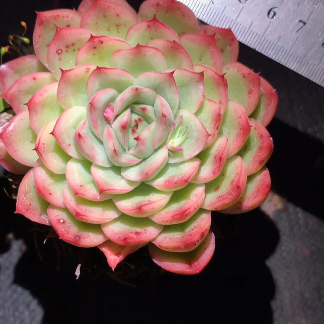 3089杂交多肉植物