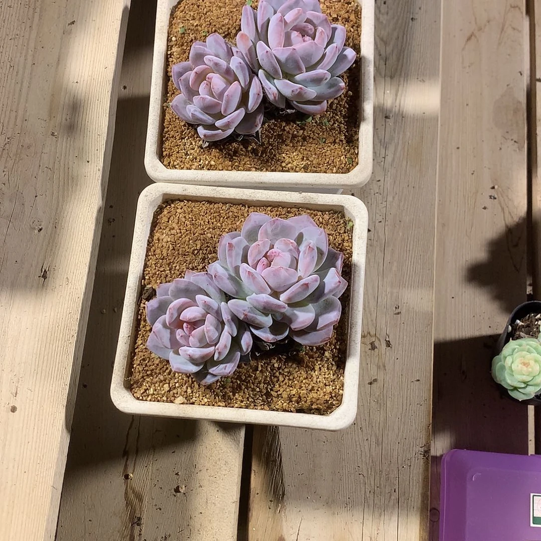 萌***哒萌萌哒的橙梦露两颗