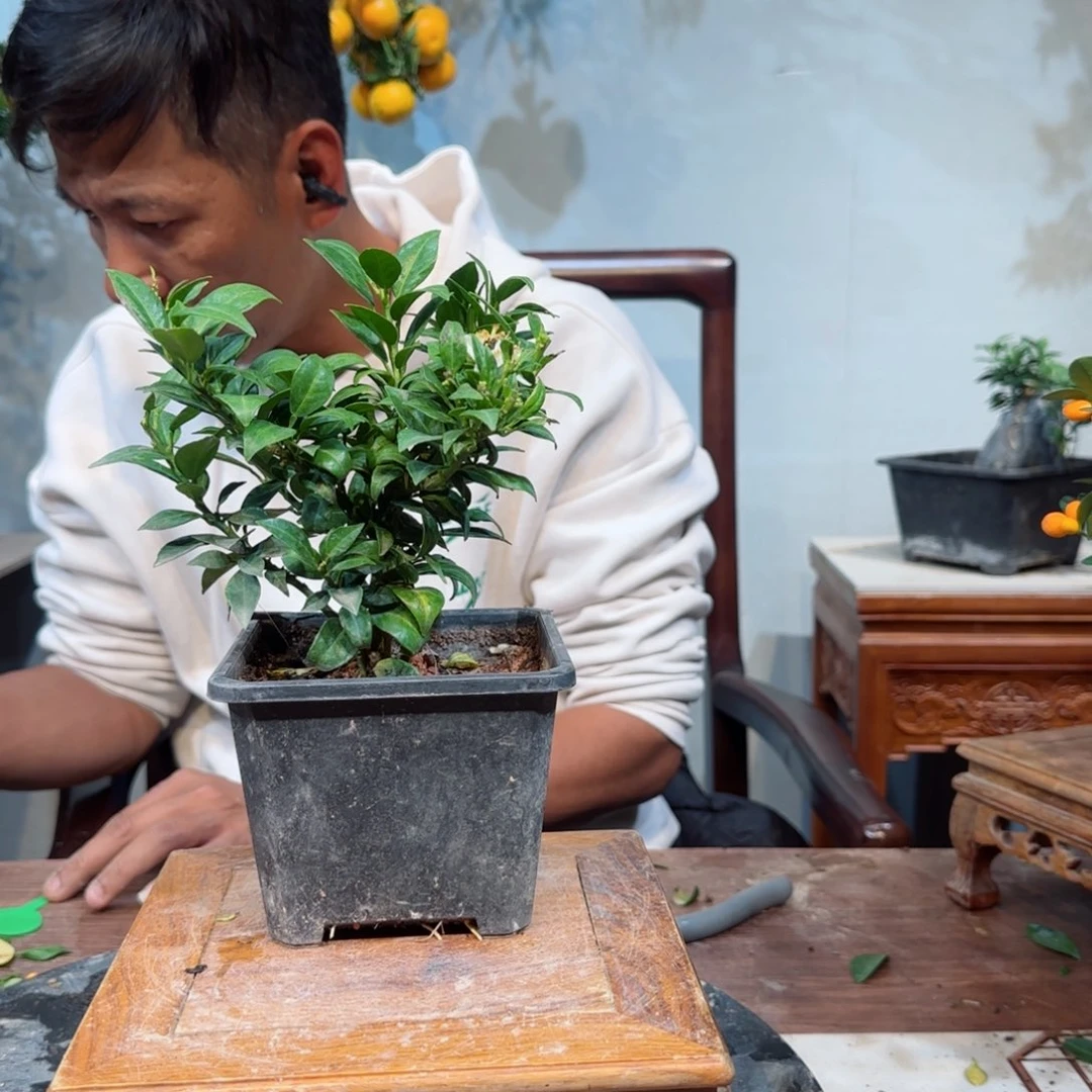 当前无花朵，栽培后可花朵z****.