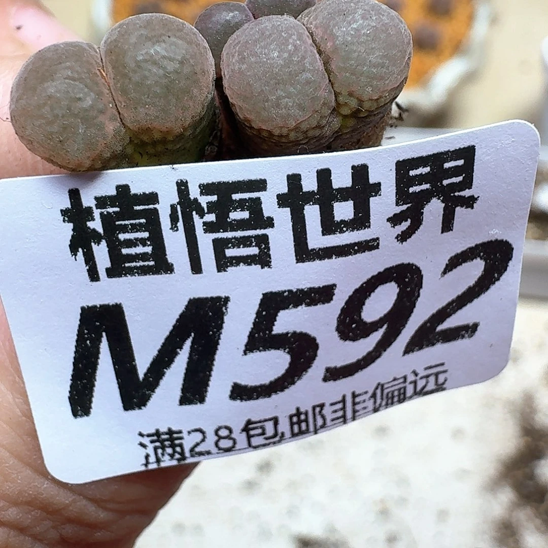 多肉植物多肉植物ff