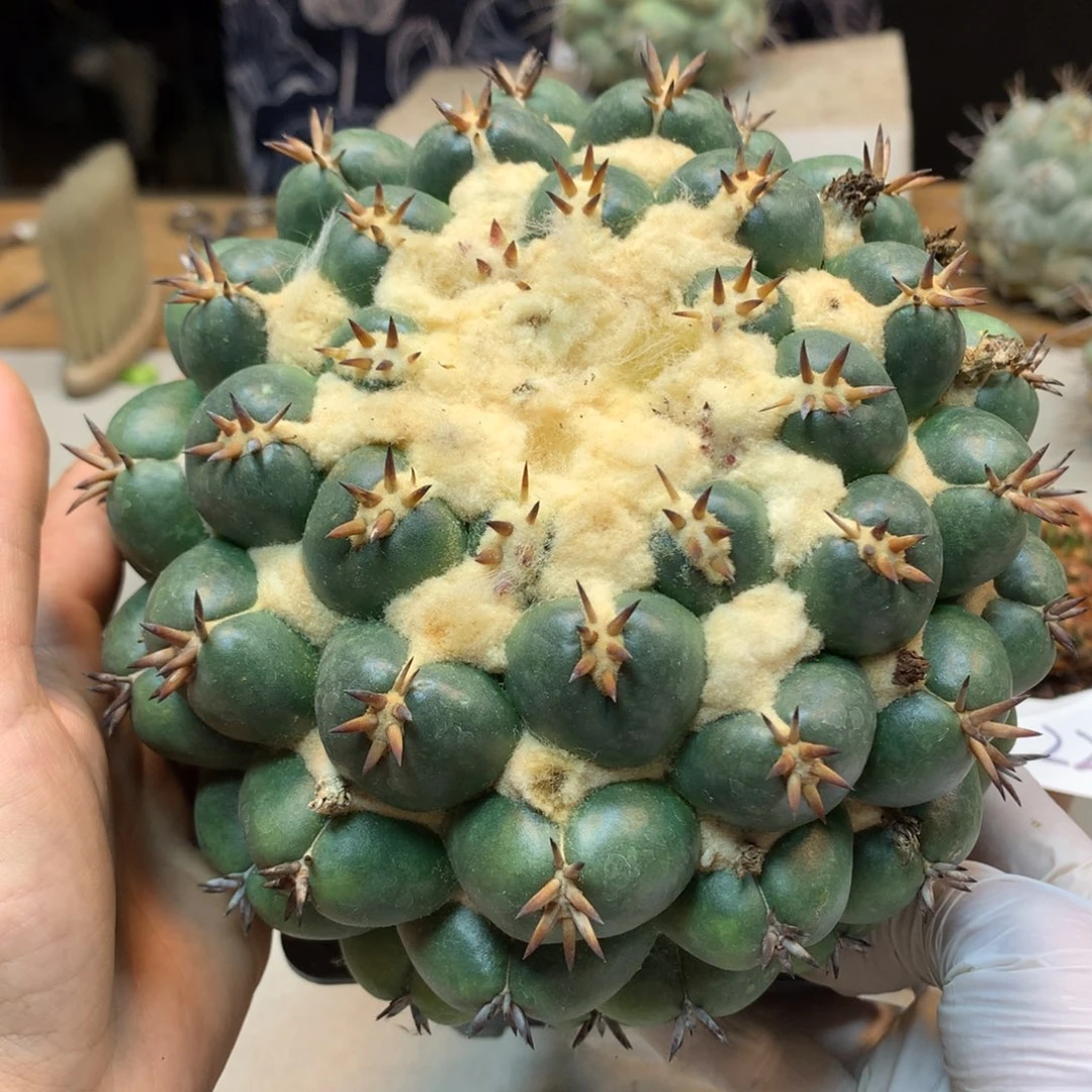 25号   苗接  短豪刺獠牙 15公分(无根)