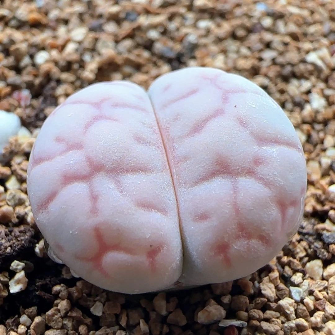 0651/女娲石/多肉植物/