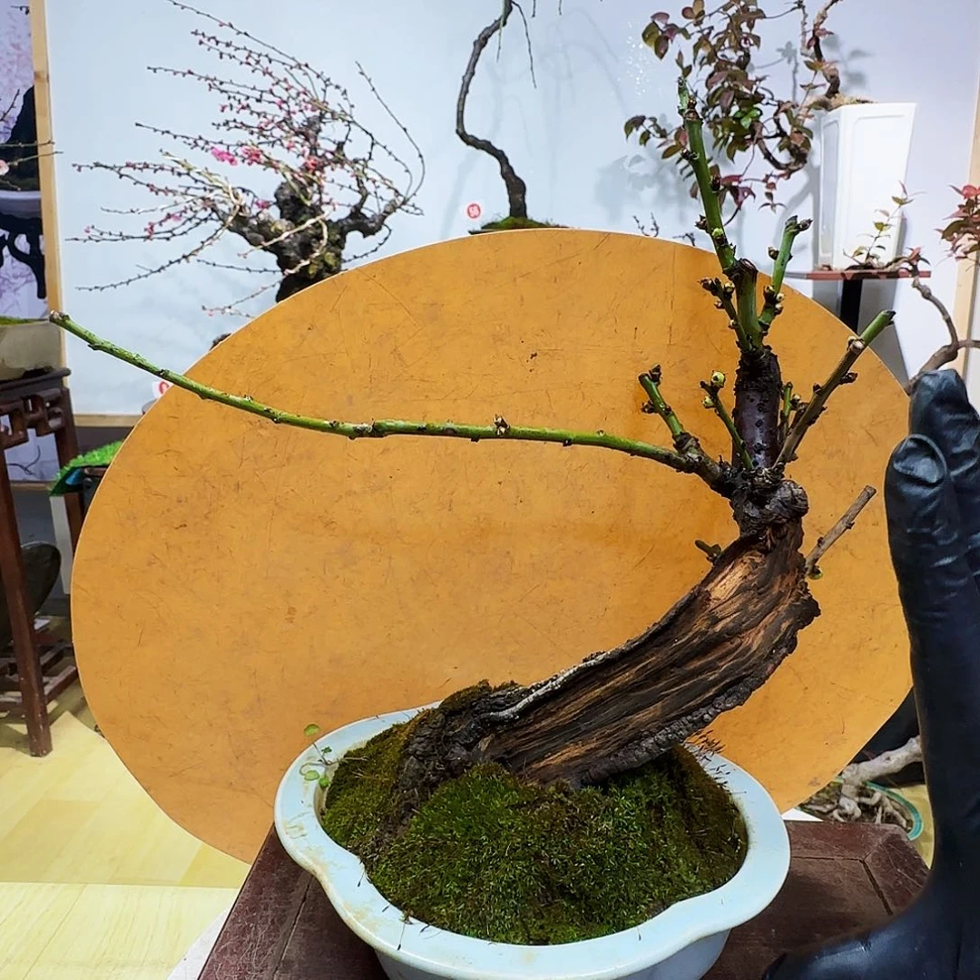 T***g无花朵徽州古梅佛包邮