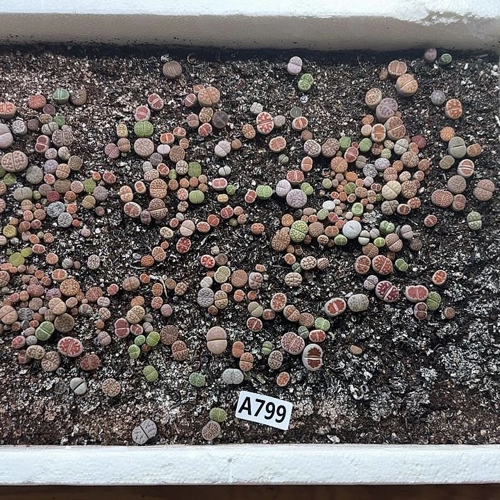A799 生石花整箱脱土包邮