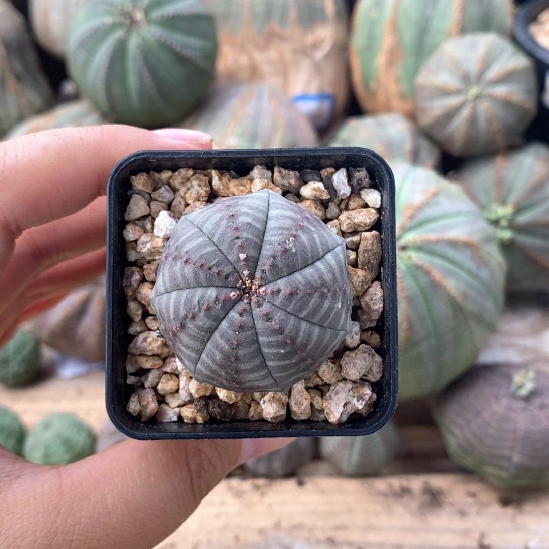 欧系实生布纹球。一物一拍