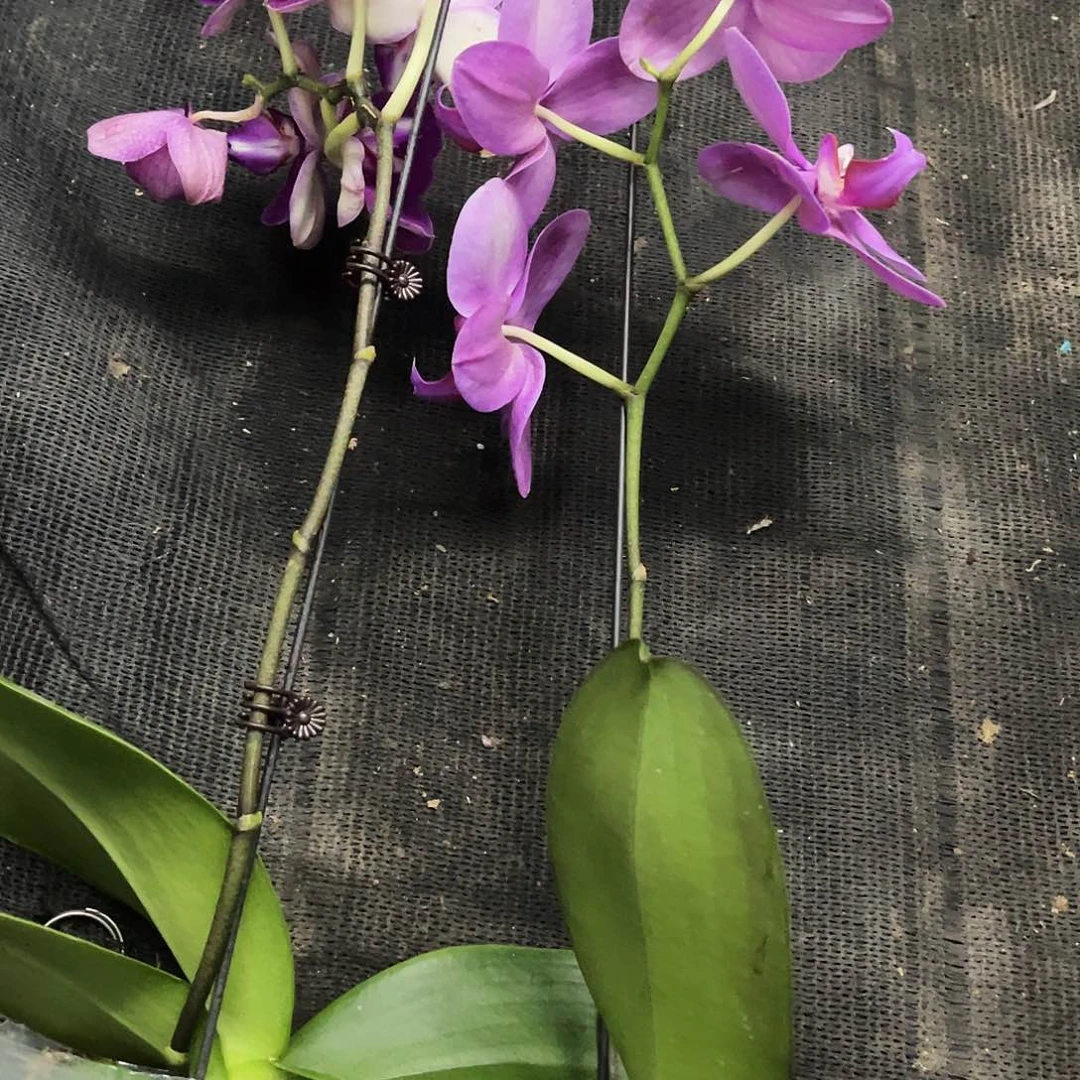 当前无花栽培后可以开花若****见蝴蝶兰实生开花株2颗