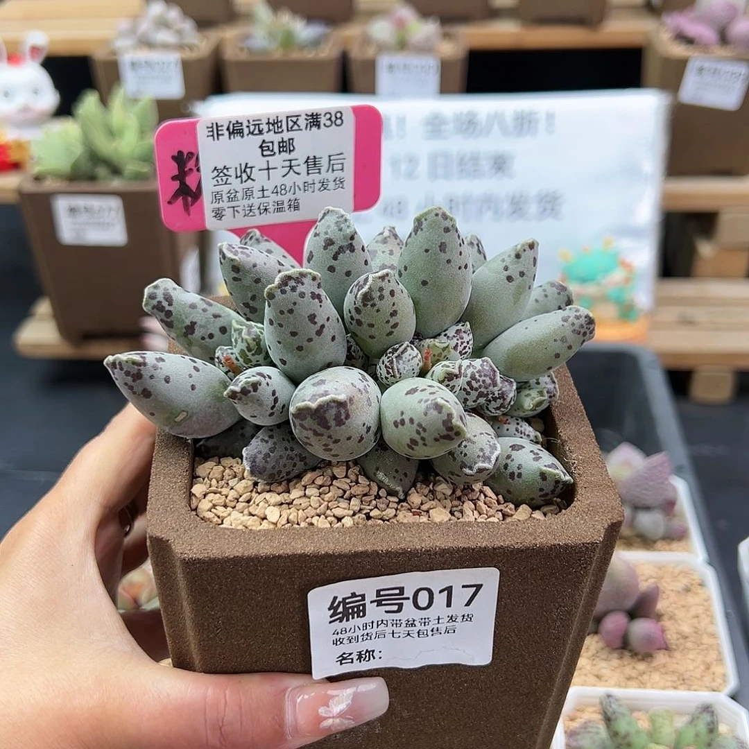 017白肌海豹多肉植物