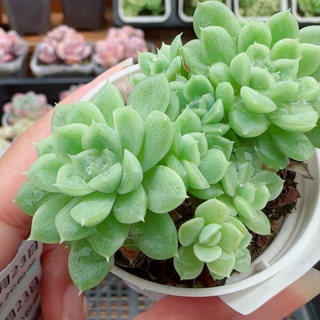 花语逸镜0923-118散
