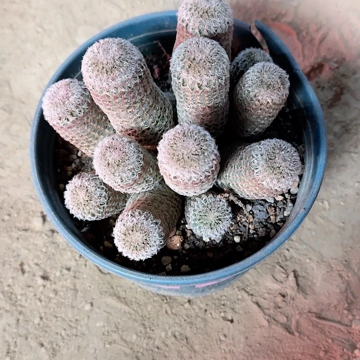。**袁清理。
