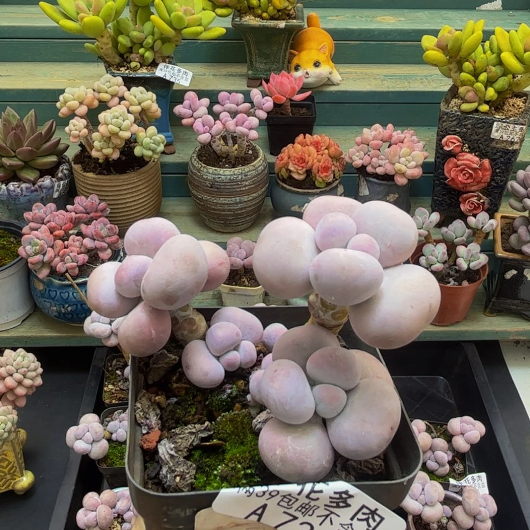 733芭比奶酪7cm多肉