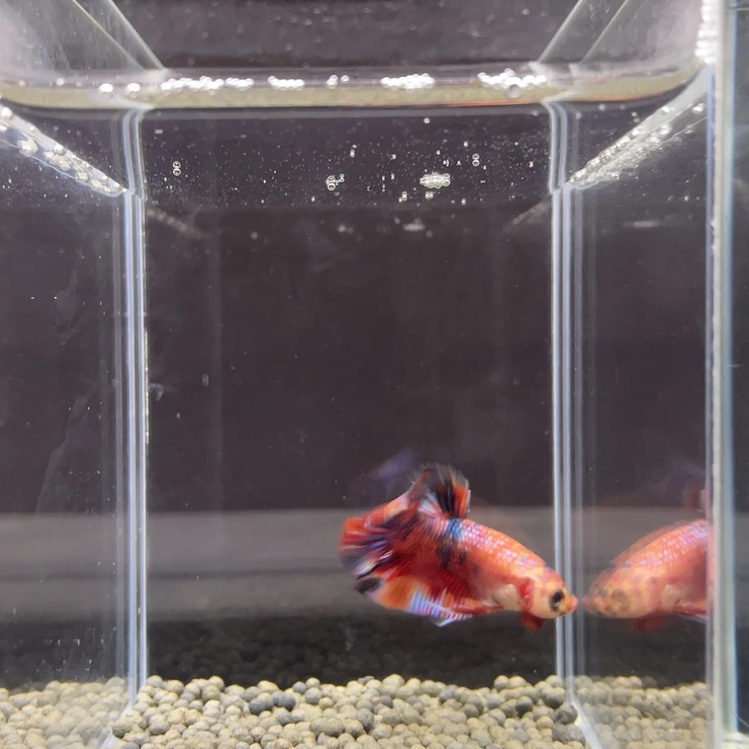 斗鱼7号星尾金属糖果公