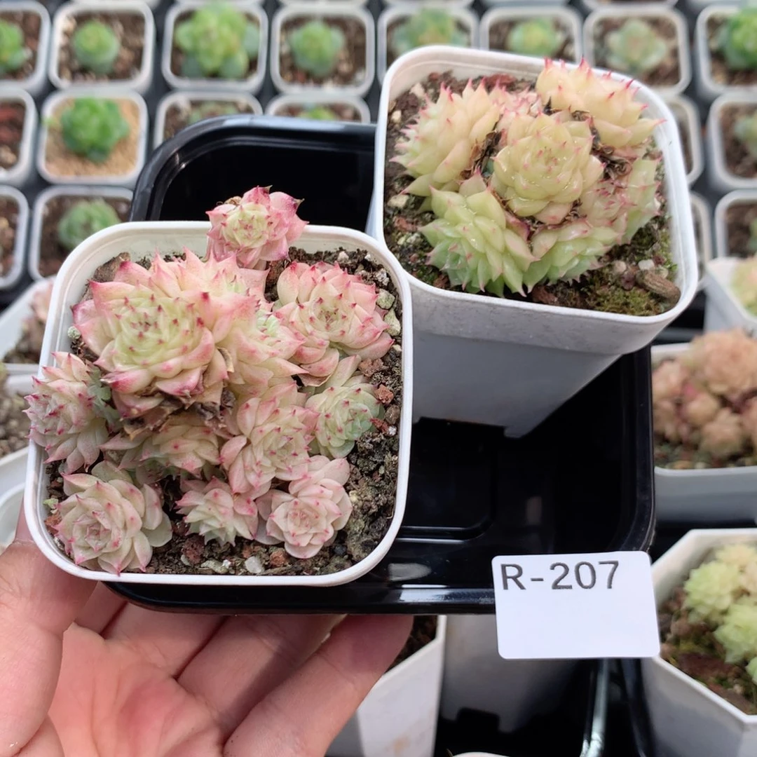 无花朵R207英语英语