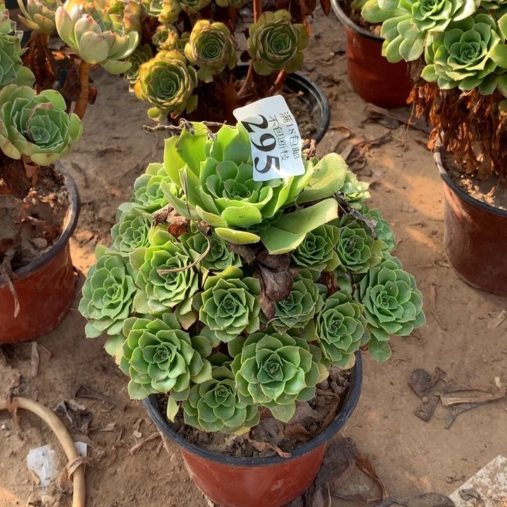295绿玫瑰手捧3号