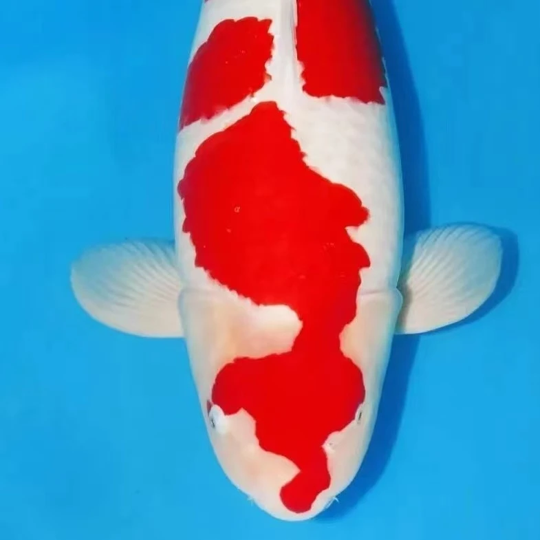 观赏鱼 锦鲤活体4