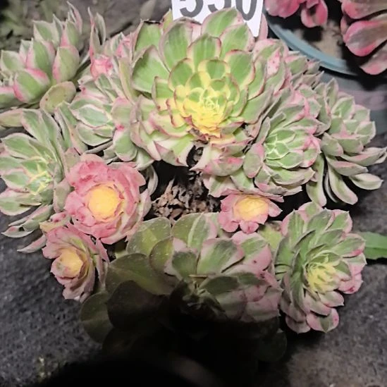 550海仙法师3-16花花