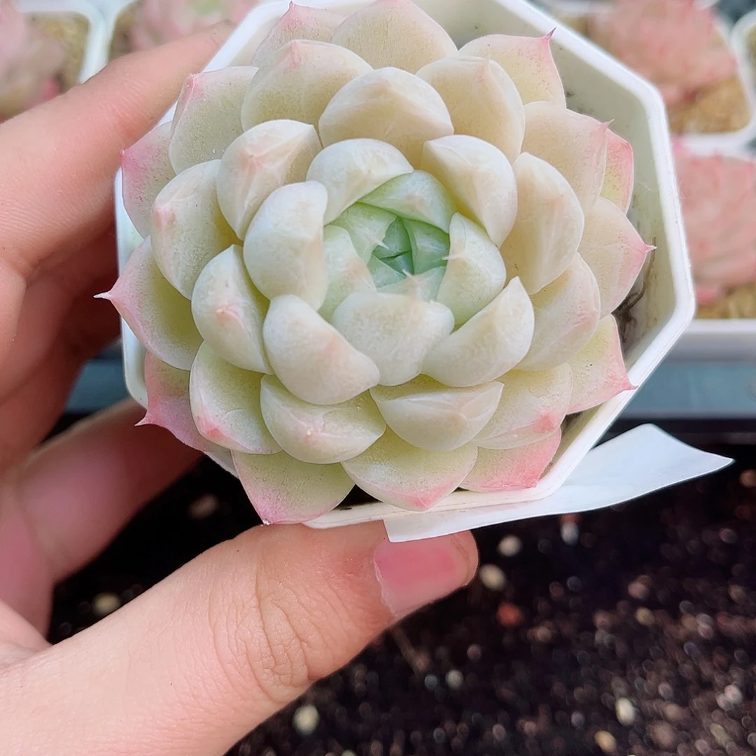 1-755 新疆西藏内蒙不发12.8包邮2-3公分多肉