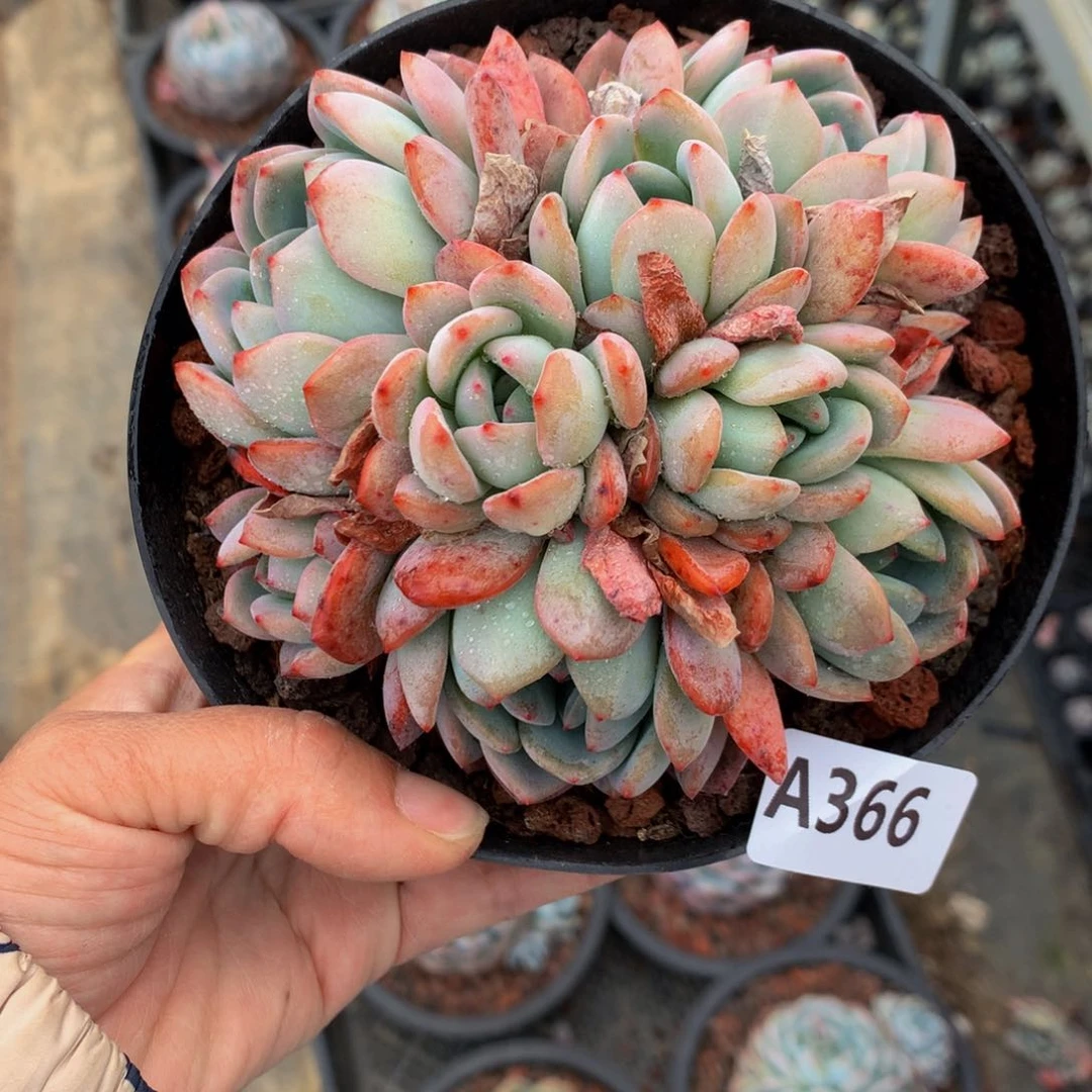 366全明星嗯嗯嗯哦好爱这个