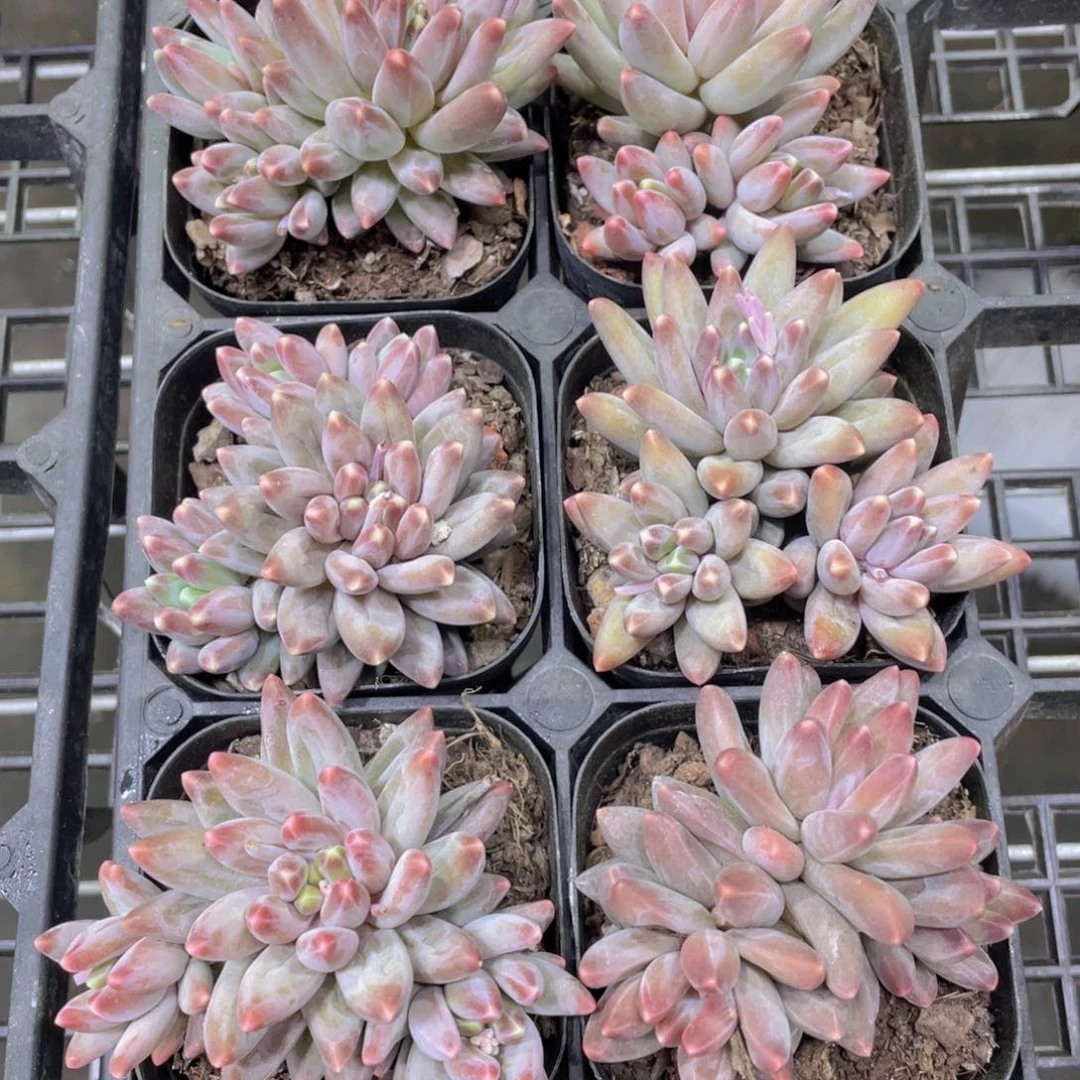775号 精品乌拉克拉多头群一个