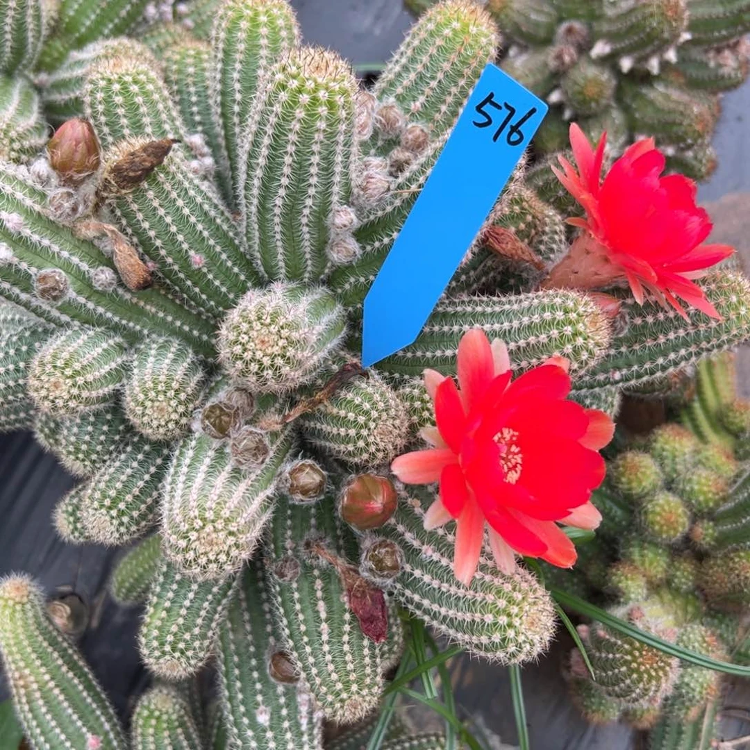 风**落白檀仙人球461白檀576