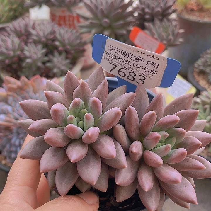 7683水晶球。