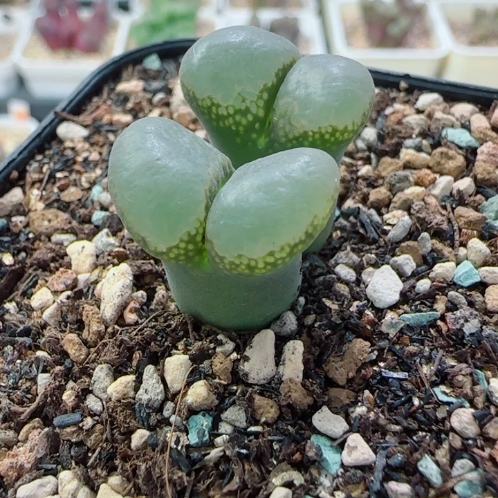 国庆特惠多肉风铃26号