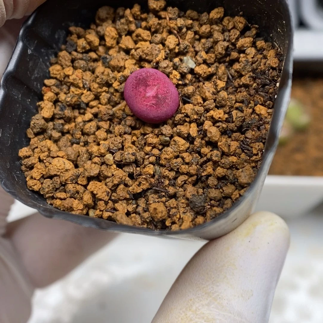 多肉植物肉锥杂交K-3833 吕墨 0.8