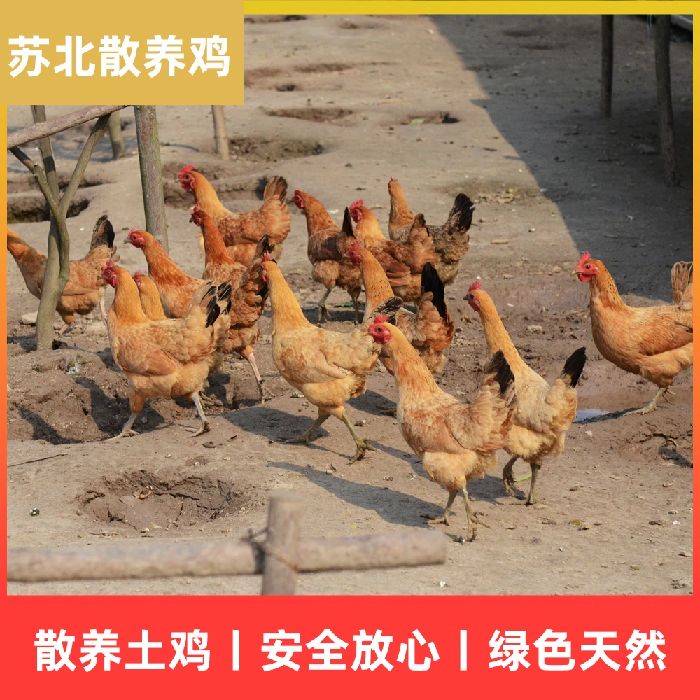 生态散养老母鸡土鸡走地鸡现杀新鲜带内脏 包冰率不含冰
