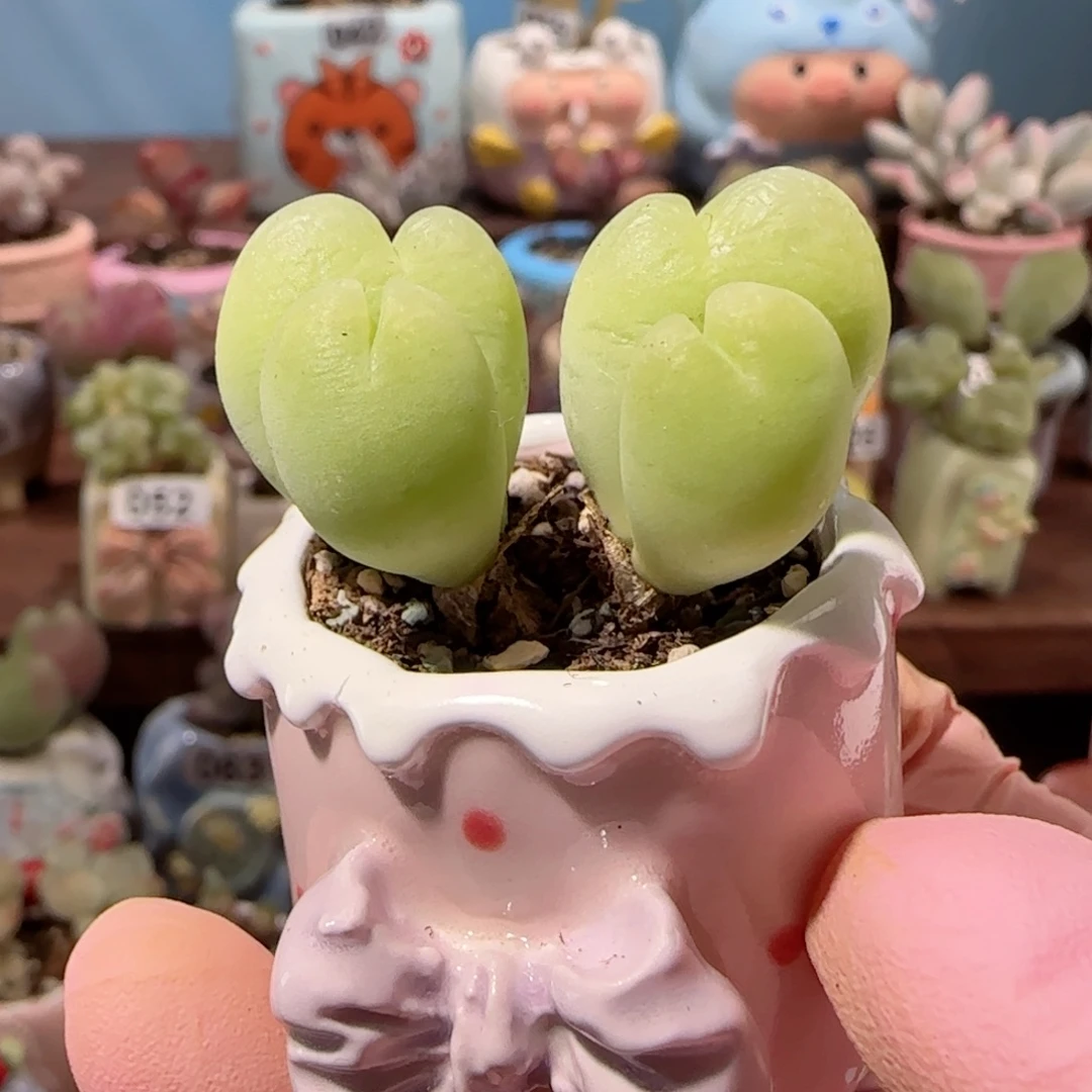 双胞胎毛翠 无毛版 盆口3cm