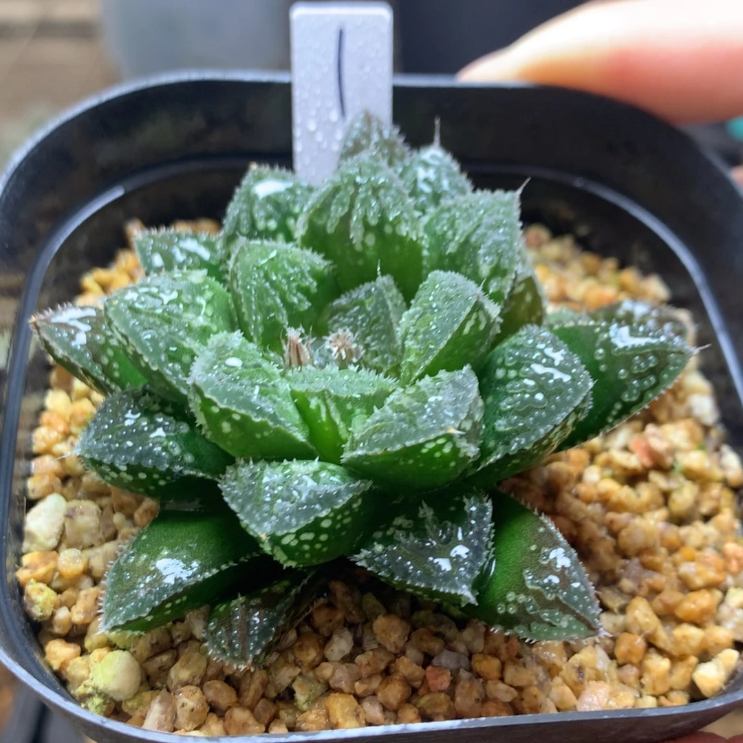 1号实生寿一物一拍