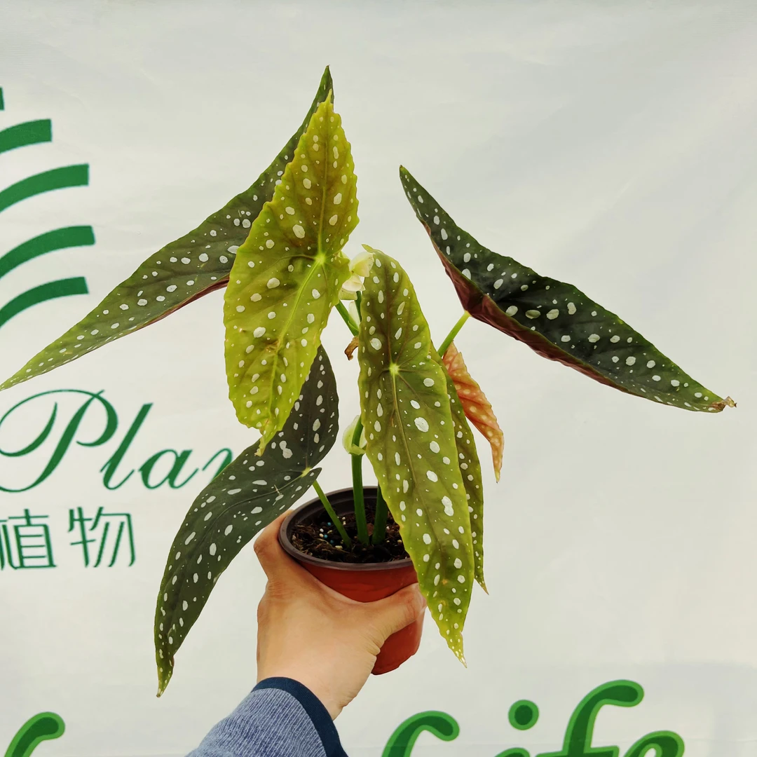 塞拉山王秋海棠 3-4叶 耐阴好养 花期长 竹节秋海棠 网红热植