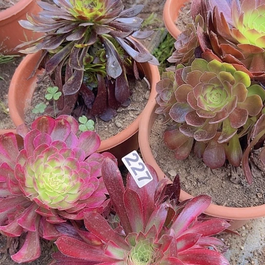 ༄***࿐多肉植物四个法师