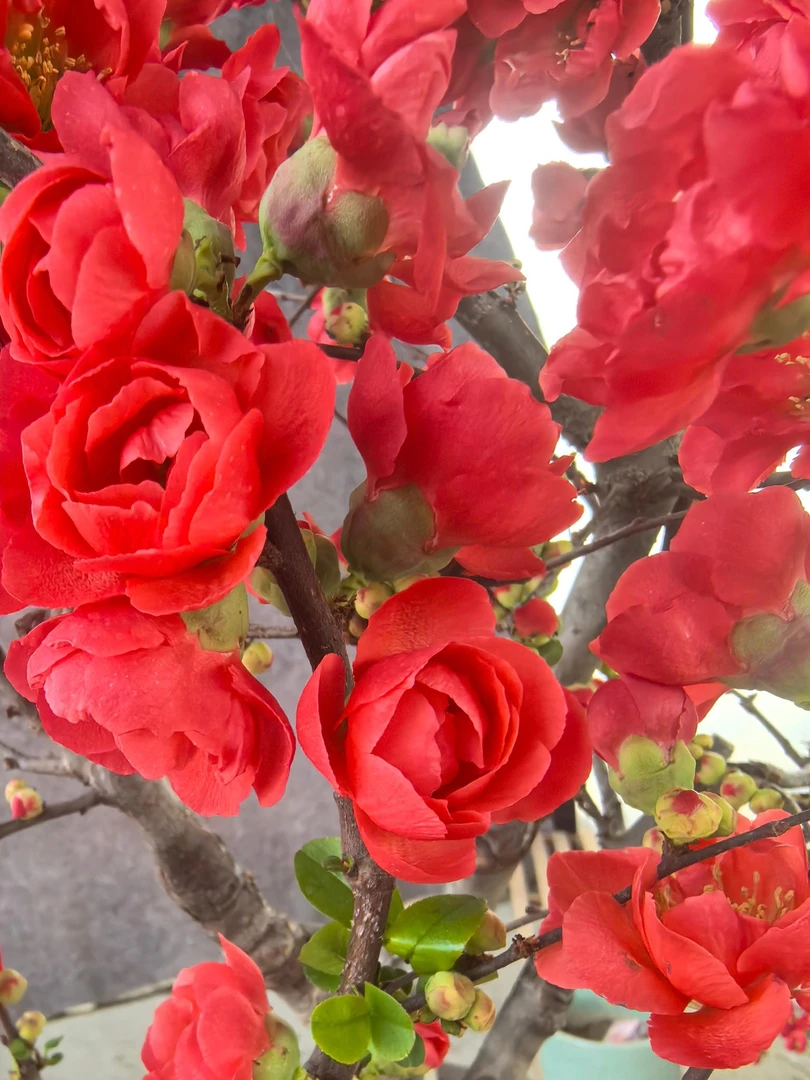 玫瑰海棠盆栽带花苞室内花卉阳台苗好养绿植耐寒耐旱