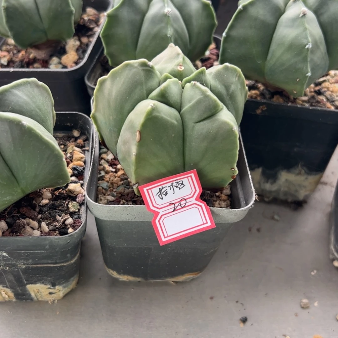 子***妤多肉植物多肉植物