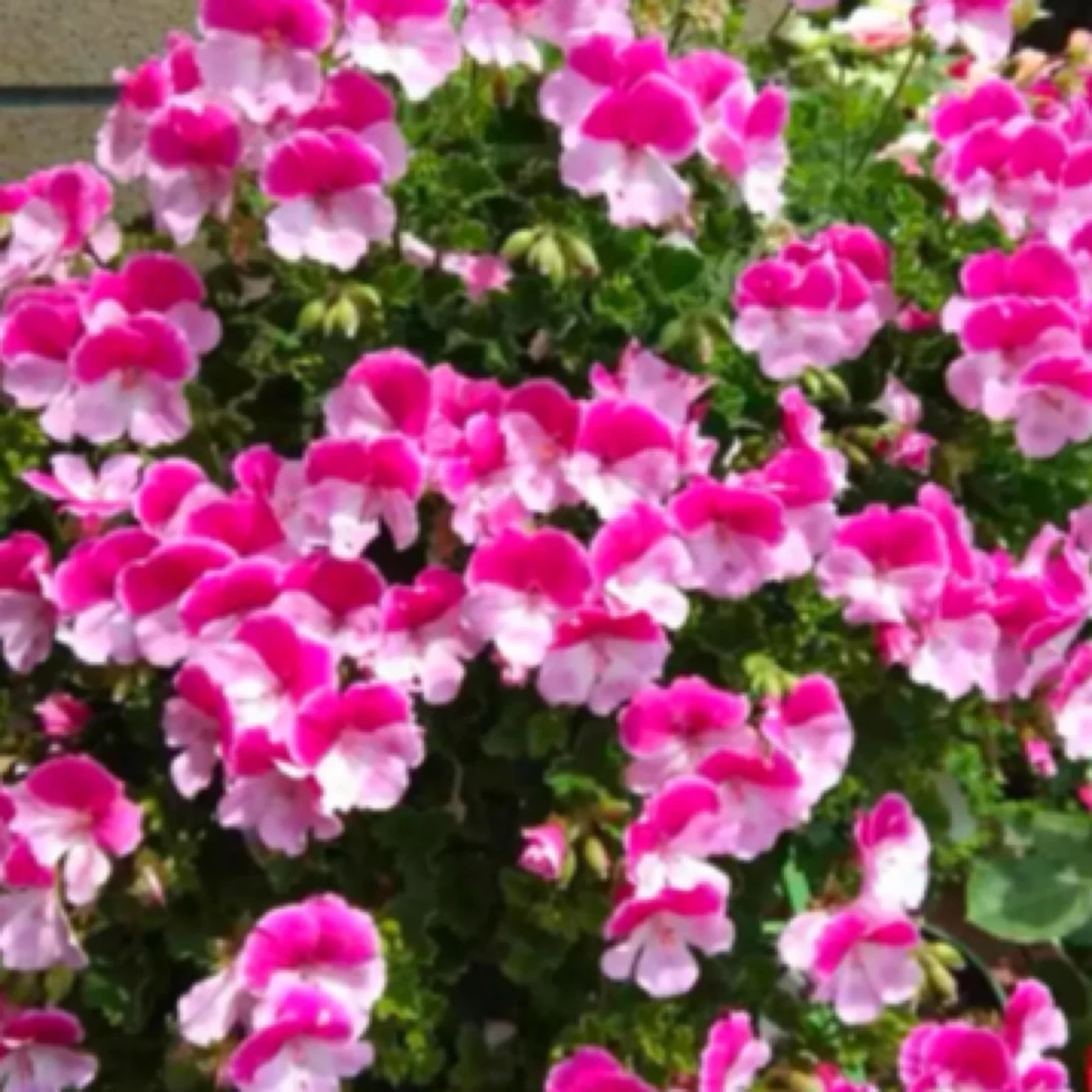 【糖果天使蝴蝶梅小花品种