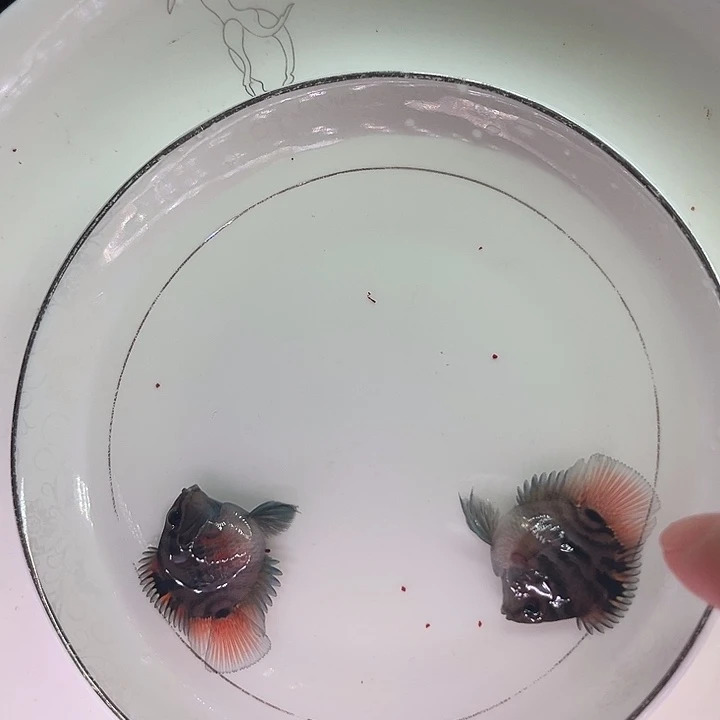 鹦鹉鱼迷你鹦鹉鱼
