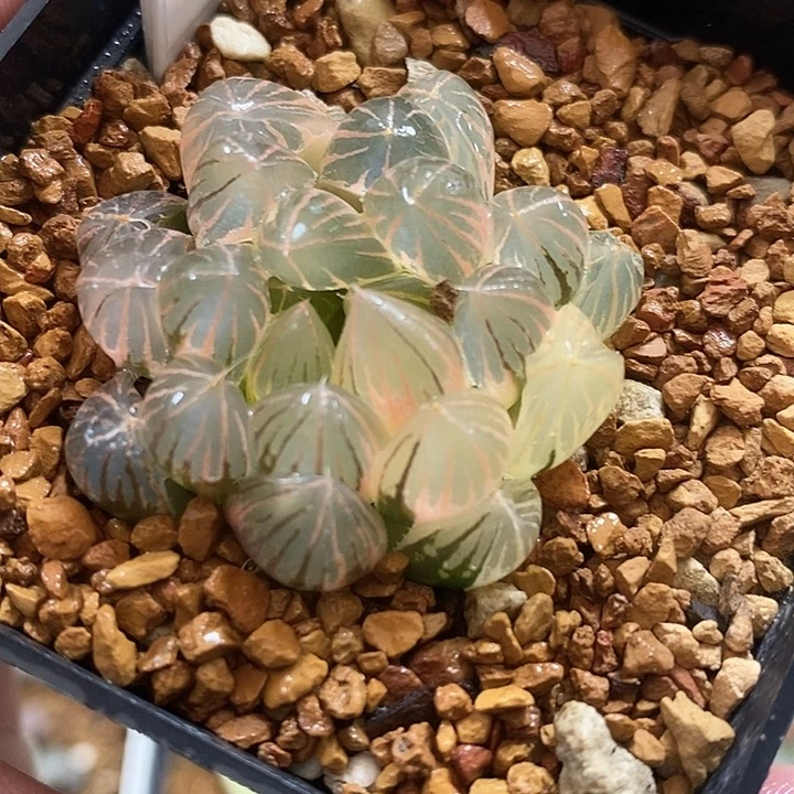 417湖斑霓虹灯玉露锦一物