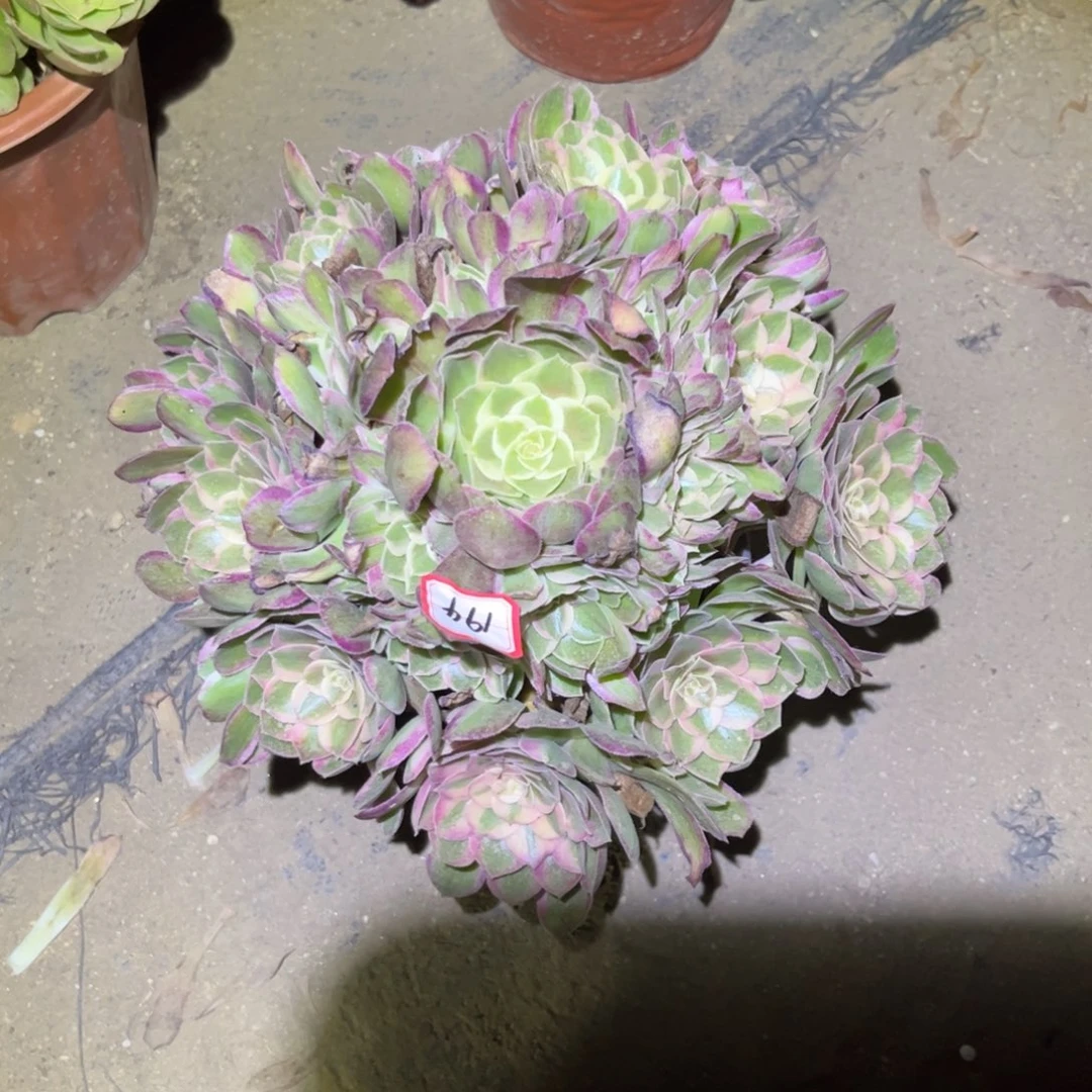 194多肉植物孔雀翎主头不直