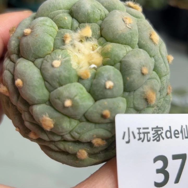 375 无根 三月中旬上盆