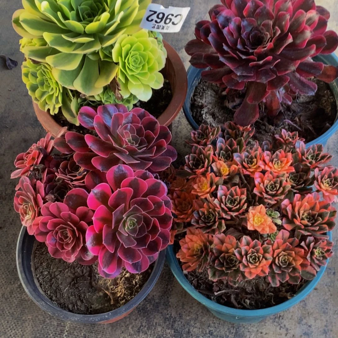 汝***遥四颗多肉植物9620000