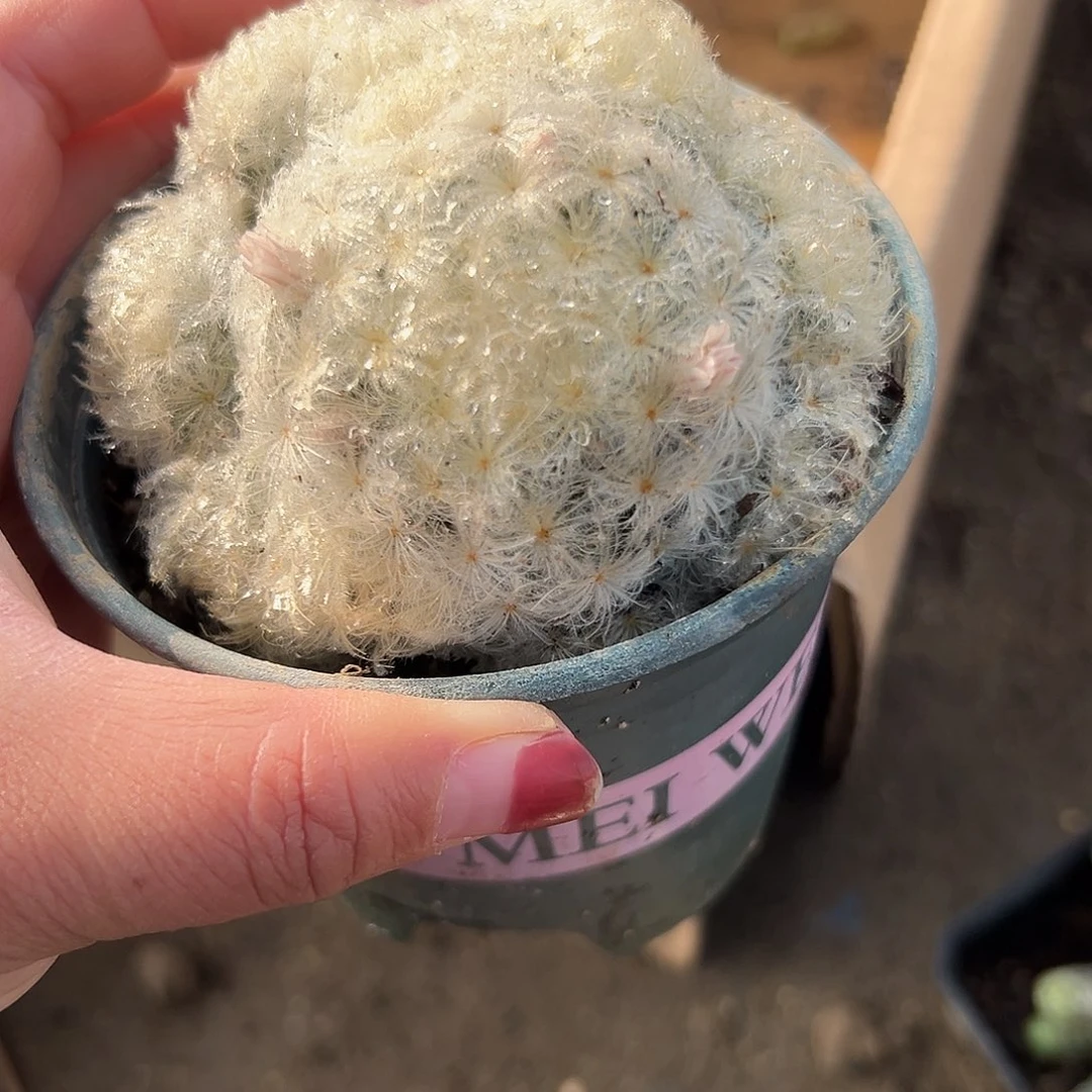 多肉植物多肉植物