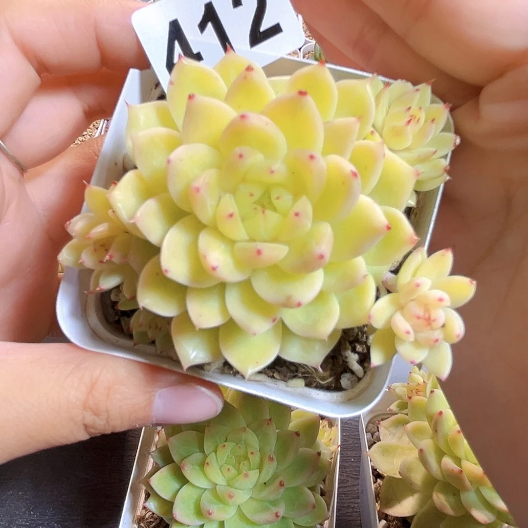 透****412一物一拍 碎月