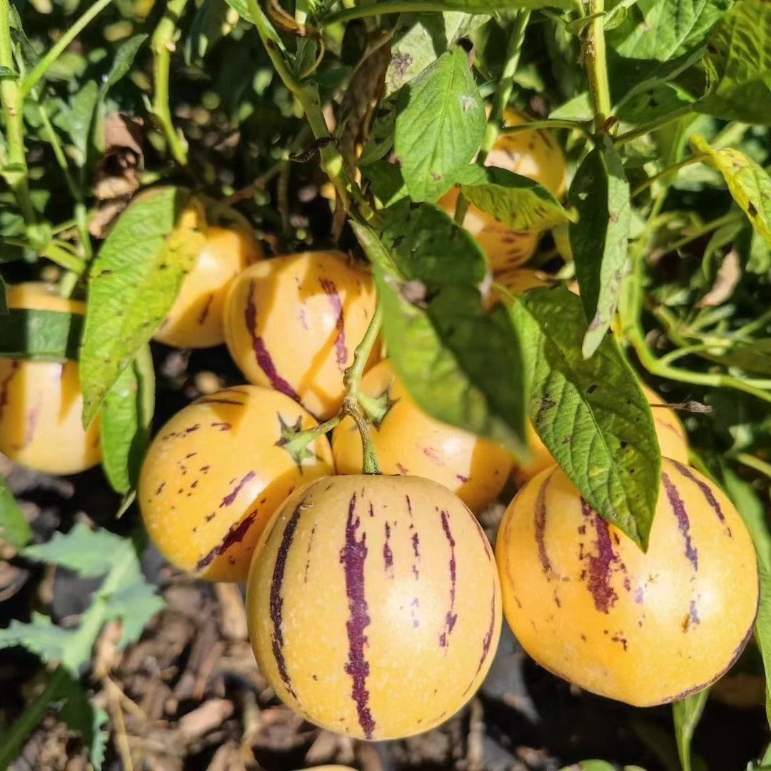 产地直发云南石林人参果树上熟果黄肉圆果清甜多汁当季新鲜水果